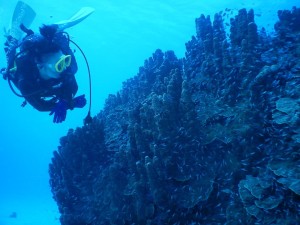 51518394_859901897687697_2816067772310618112_n