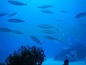 51611123_2071705589574163_393629685344370688_n