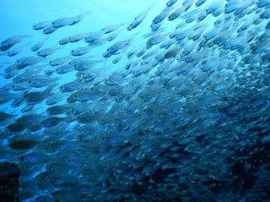 51704688_2246128212307202_2570772878546960384_n