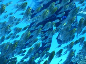 51716698_398818927328915_258433301801336832_n