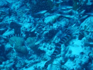 51839693_2071705846240804_6588999544581652480_n