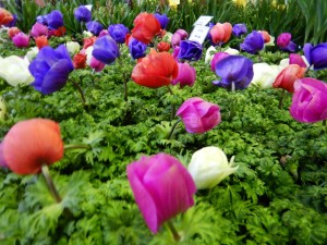 51899412_2251415095183164_5261970996486733824_n