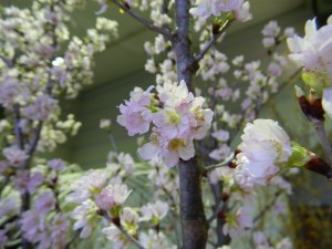 52001224_366069477323451_8797823666395021312_n