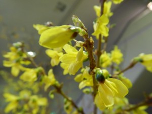 52100142_536869450168794_1042249040726589440_n