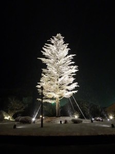 52601853_2195722927344569_1488729063152418816_n