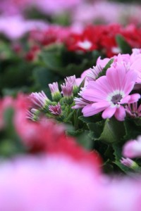 52782495_2105023732909015_7081906351001042944_n