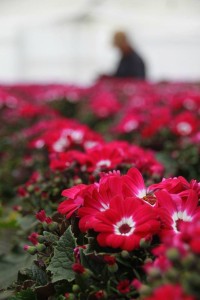 52800460_2105023736242348_8120173175360192512_n