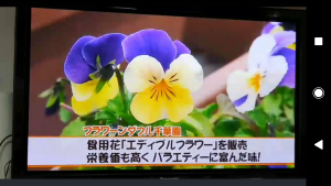 53008438_404561613639360_5977062611521372160_n