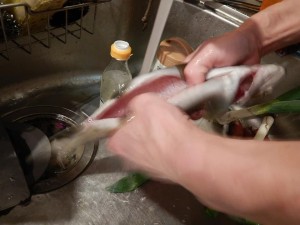 53354588_2120880731323315_1157407963019739136_n