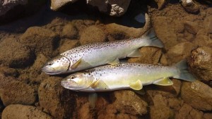 53864673_2120880434656678_706425981644046336_n