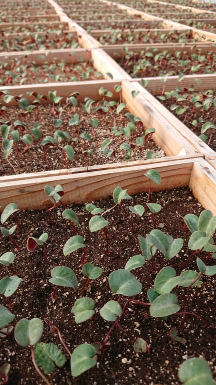 シクラメンの赤ちゃん