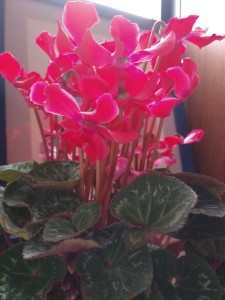 55523404_639008583235728_8788083157309063168_n