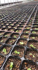 55594352_822986454734153_6478375888709746688_n