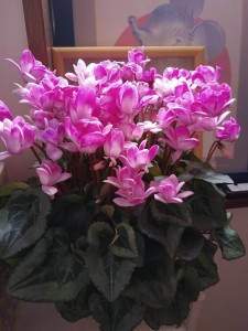 55731007_2241467976180983_2625349882675724288_n