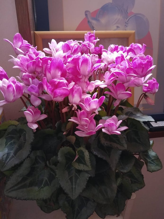 シクラメン「今」