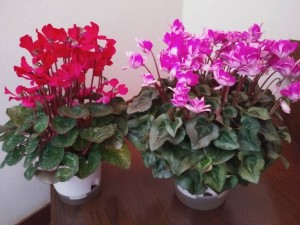 55783938_2285802091707199_2023021079219404800_n