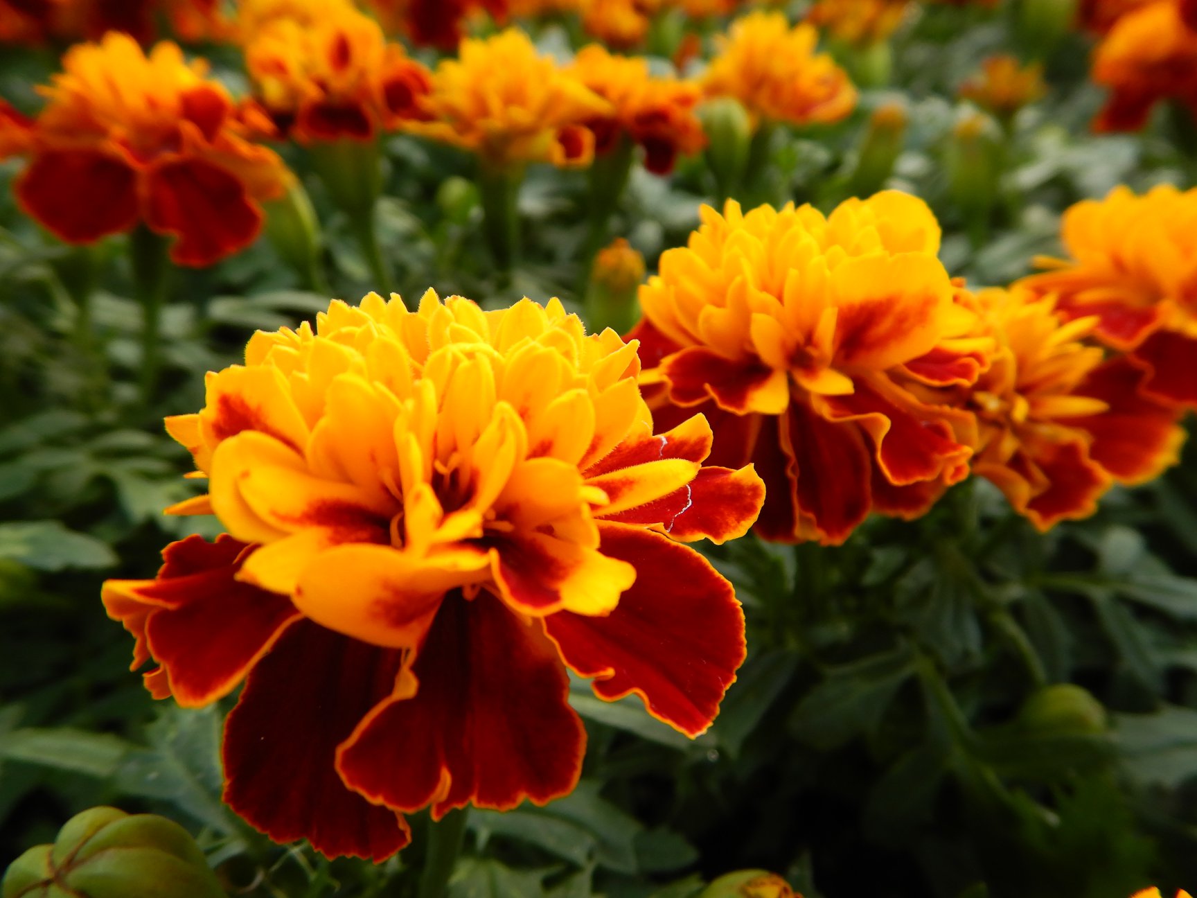 久しぶりのカメ活♪