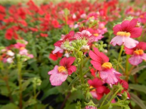 55931048_2158611630883558_1395521594155073536_o