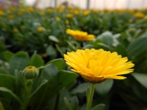 56196555_2158611657550222_8108724227068133376_o