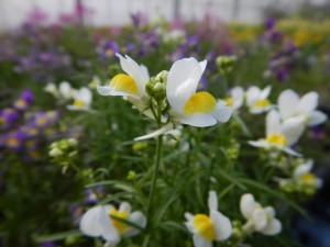 56319237_2158611257550262_2200173426319032320_o