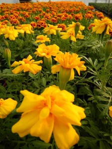 56352682_2158611064216948_3043314534891651072_n