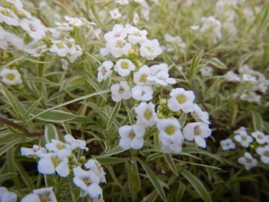 56359363_2158611370883584_9106434955151409152_o