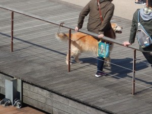 56436497_2291078954497459_5955402906764050432_n