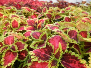 56470381_2158610670883654_627576781590757376_o