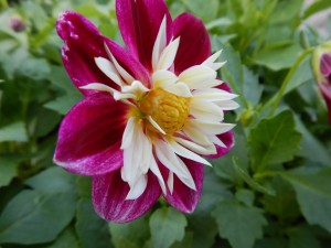 56502812_2158611290883592_6855680931642998784_o