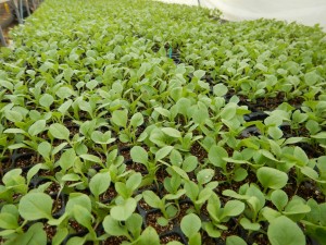 56509911_2158610850883636_8526894956109889536_o