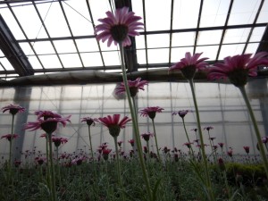 56520023_2158611250883596_7373005894155501568_o