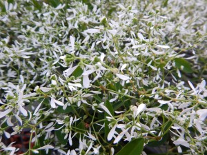 56527842_2158610630883658_5237918814556913664_o