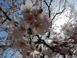 56547328_439288146645947_7776432099254337536_n