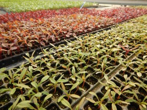 56549523_2158610834216971_315059241553494016_o