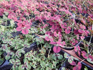 56627514_2158611100883611_6053007528919302144_o