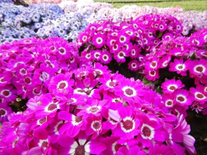 56669598_377751899736059_2739644099203170304_n