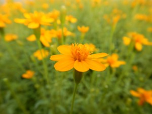 56721519_2158611507550237_2681451999626526720_o