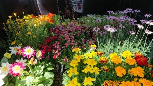 57216763_561877234304356_7197773762509406208_n