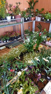 57393867_2128668517250283_7275864608777175040_n