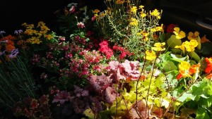 57410767_356203734997319_2596109977252790272_n