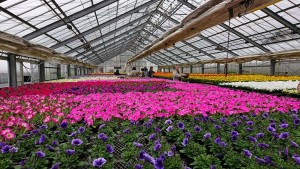 58729800_413588176041345_8636591800988991488_n