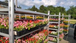 60517752_2223240487754005_492599415610015744_n