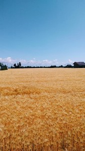 61285369_2243469485731105_4356036362240000000_n