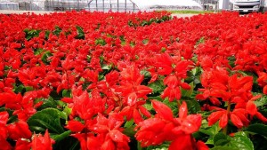 62454147_2269157206495666_6555007889205886976_n