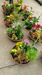 62625267_2271792159565504_7337325212825812992_n