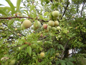 65049672_2060446280918907_3304752106186997760_n