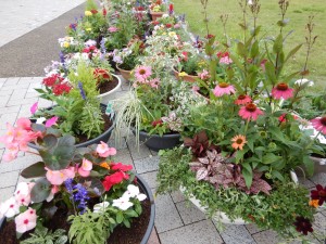 65150384_2286916138053106_9019349279134711808_o