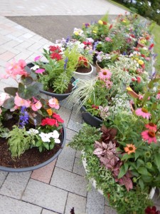 65261521_2286916171386436_3813318767094530048_n