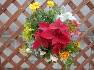 65308369_2286915958053124_3225978334349361152_o