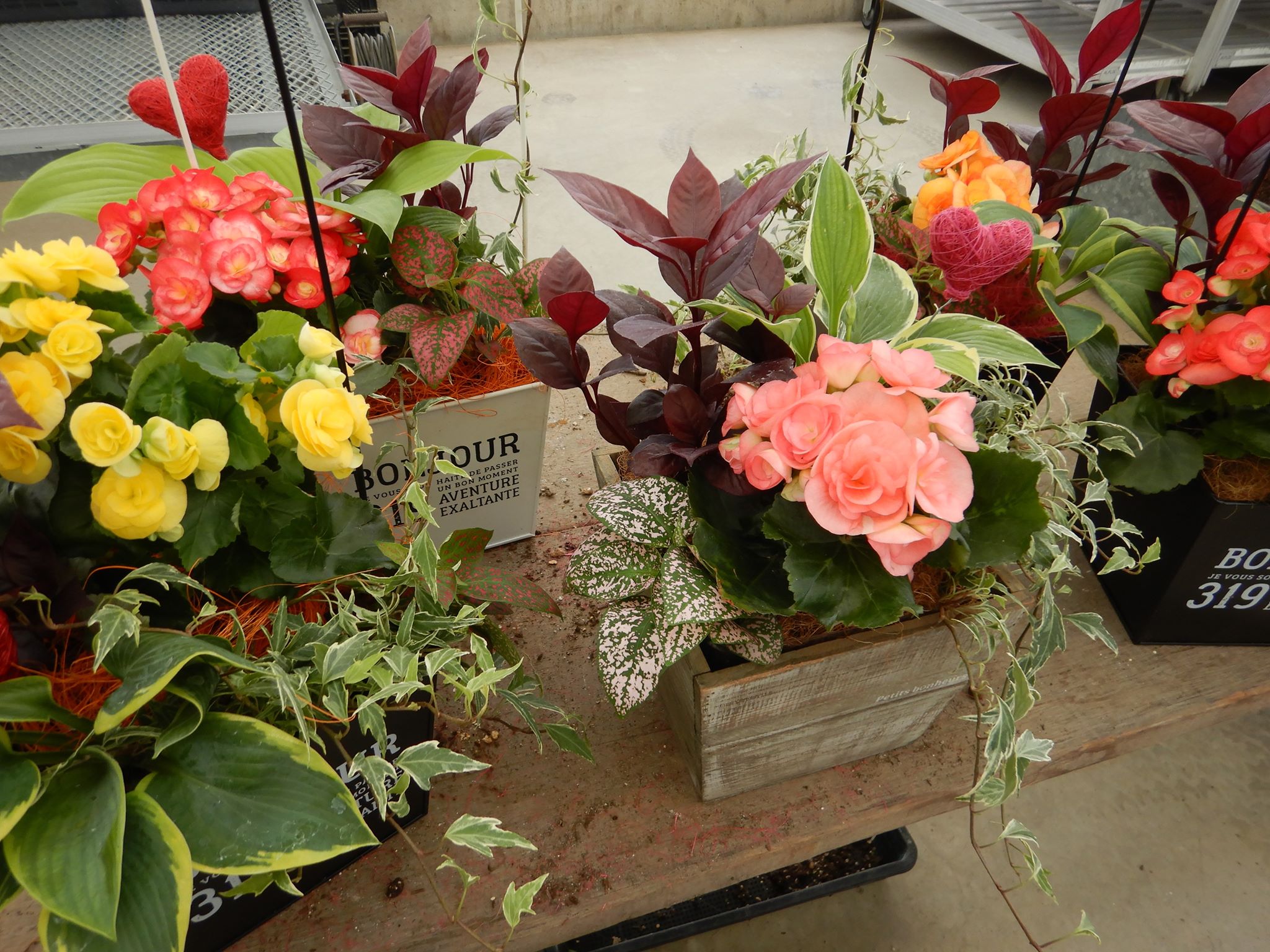 JOY☆ガーデニング隊６月教室